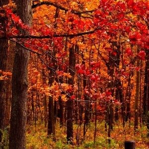 Meet your Posher, Apple